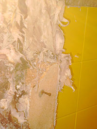 Echter Hausschwamm - Fruchtkörper