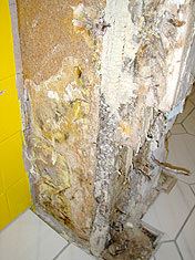 Echter Hausschwamm - Entfernter Fruchtkörper und Mycelstränge