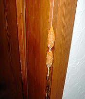 Echter Hausschwamm - Fruchtkörper - Auswachsung an einer Türzarge